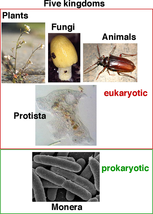 Difference Between Protists and Fungi