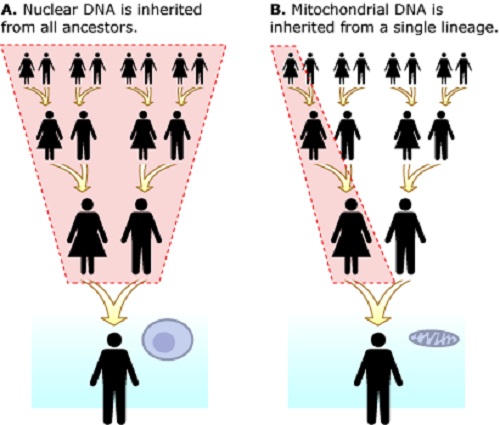 Difference between Mitochondrial DNA and Nuclear DNA-1