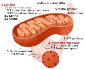 Difference between Mitochondrial DNA and Nuclear DNA