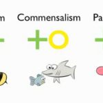Difference between mutualism and commensalism
