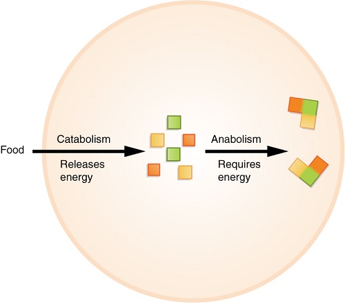 Differences between Catabolism and Anabolism-2