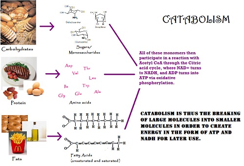 Differences between Catabolism and Anabolism