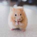 Difference Between Guinea Pig and Hamster-1