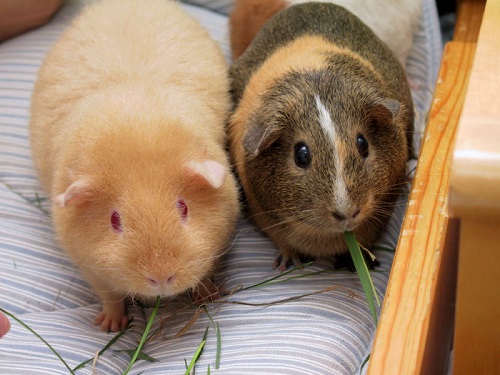 Difference Between Guinea Pig and Hamster