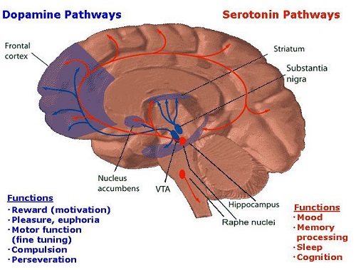 Difference between Serotonin and Dopamine