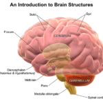 Difference Between Cerebellum and Cerebrum