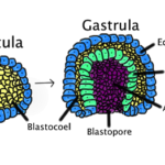 Difference between Blastula and Gastrula