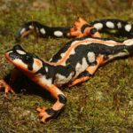 Difference between a Newt and a Salamander