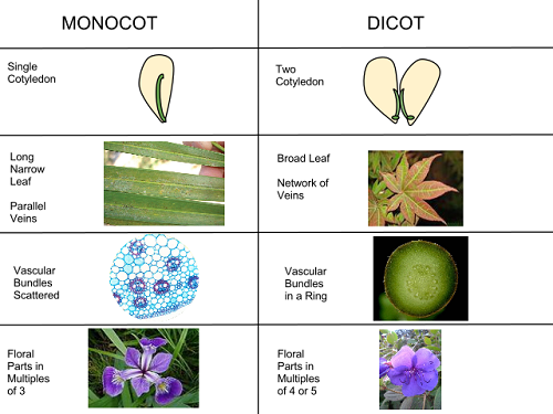 Difference Between Monocotyledon and Dicotyledon