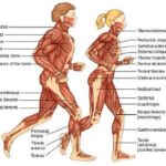 Difference between Voluntary and Involuntary Muscles