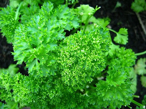 Difference Between Parsley and Coriander