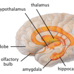 Difference Between Thalamus and Hypothalamus