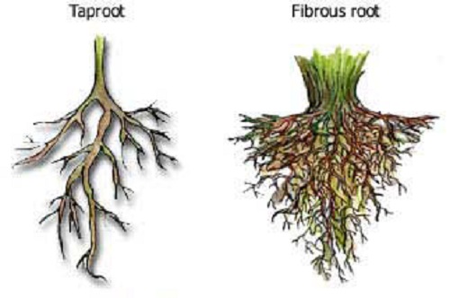 Difference between Taproot and Fibrous root