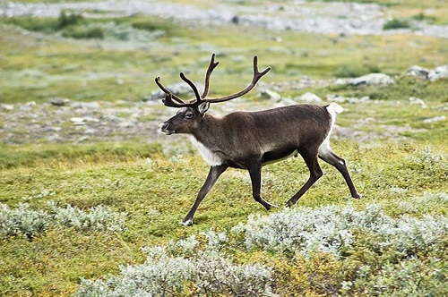 Differences Between Caribou and Reindeer-1