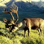 Differences Between Caribou and Reindeer