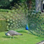 Differences Between Peacock and Peahen