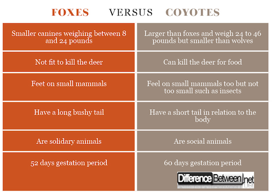 Difference between Coyotes and Foxes 