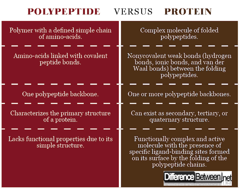 Difference between Polypeptide and Protein 