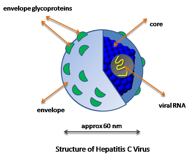 Difference Between Hepatitis B and Hepatitis C