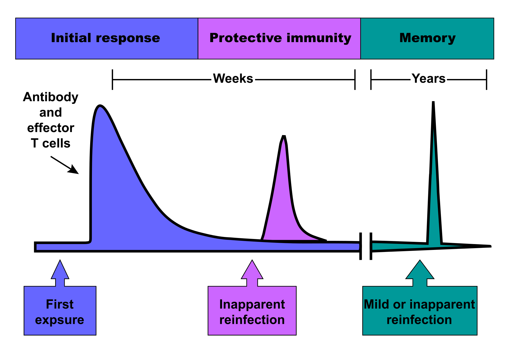 Difference Between Humoral and Cell Mediated Immunity
