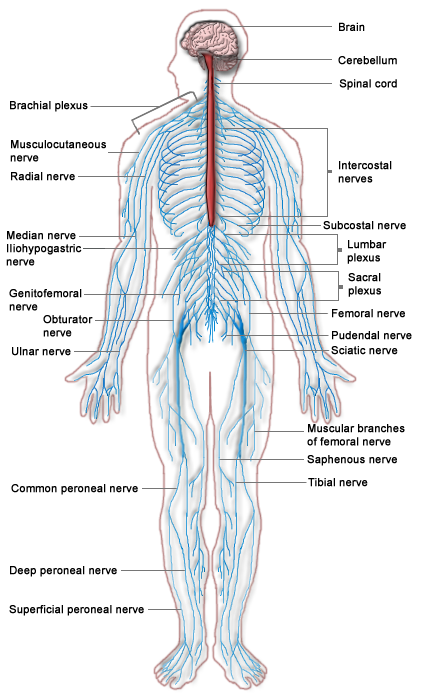 Difference Between Endocrine System and Nervous System.
