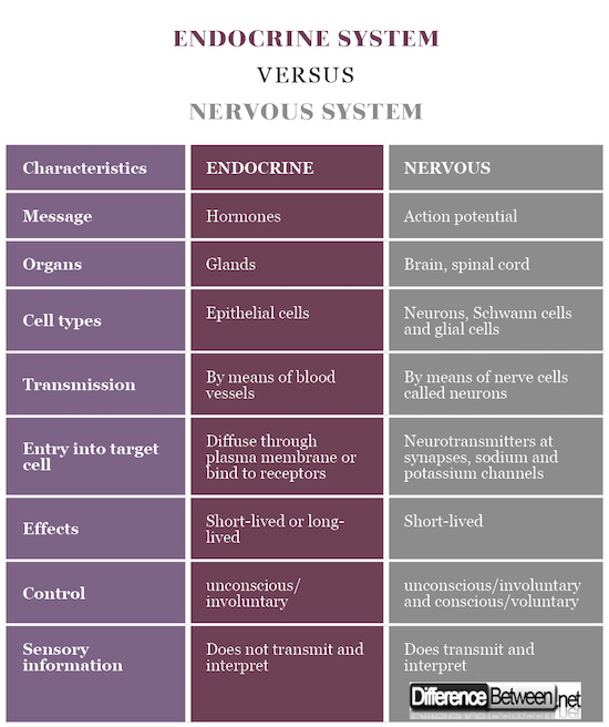 Endocrine System VERSUS Nervous System