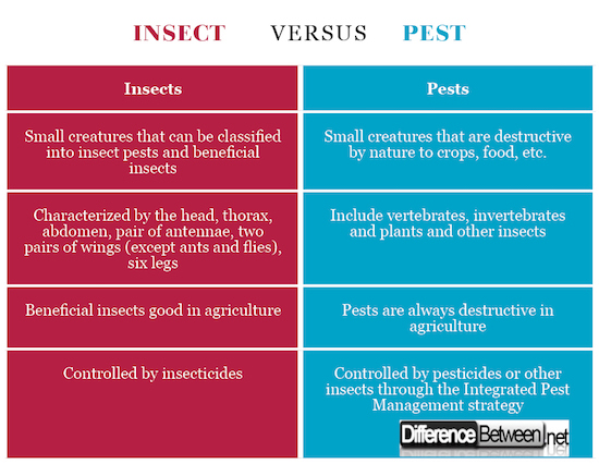 Insect VERSUS Pest