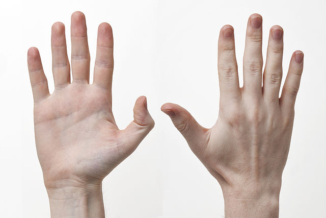 Difference Between Hand and Arm