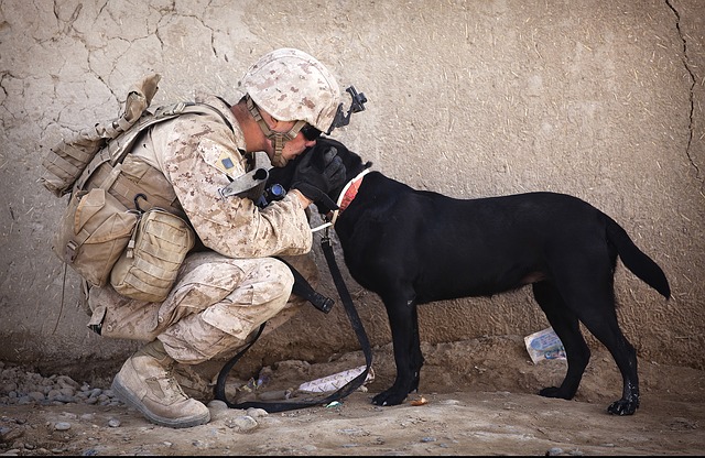 Service Canine Soldier Military Dog Companion