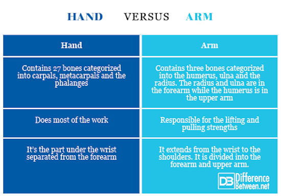 hand VERSUS arm