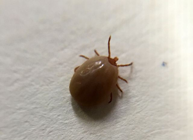 Difference Between Bedbug and Tick