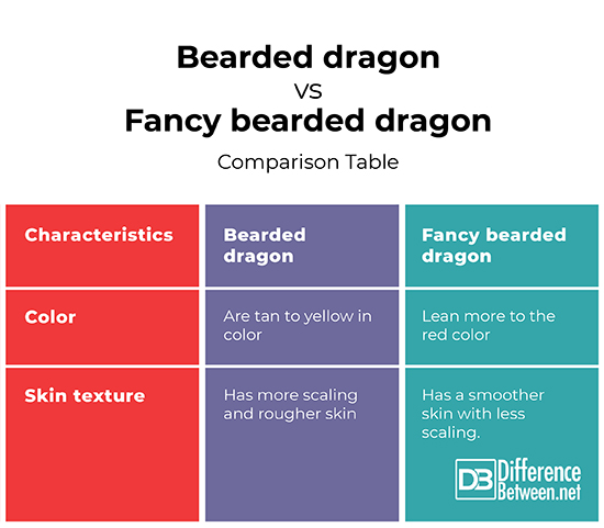 Fancy Bearded Dragon