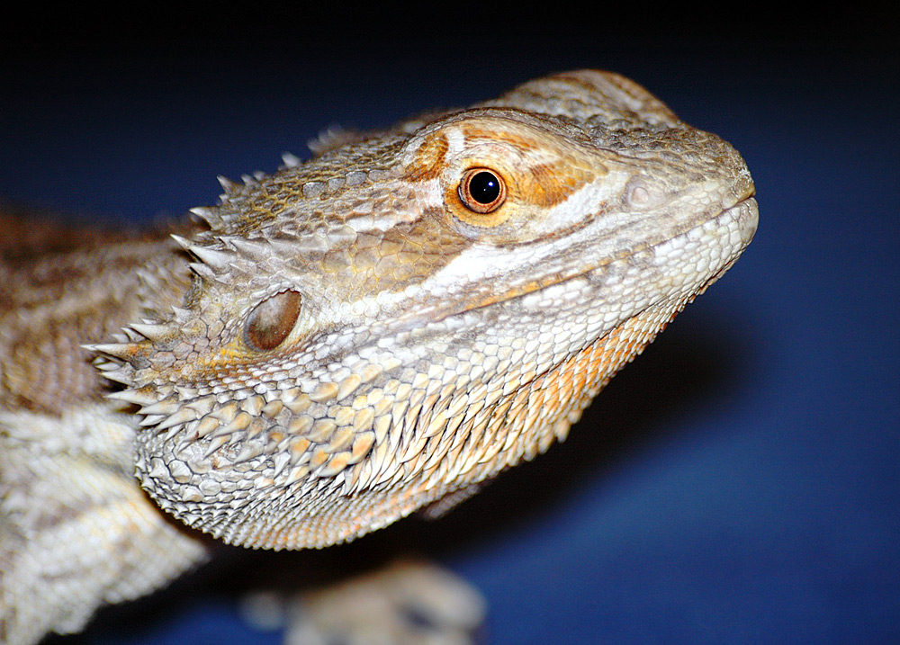 Difference Between Bearded Dragon and Fancy Bearded Dragon