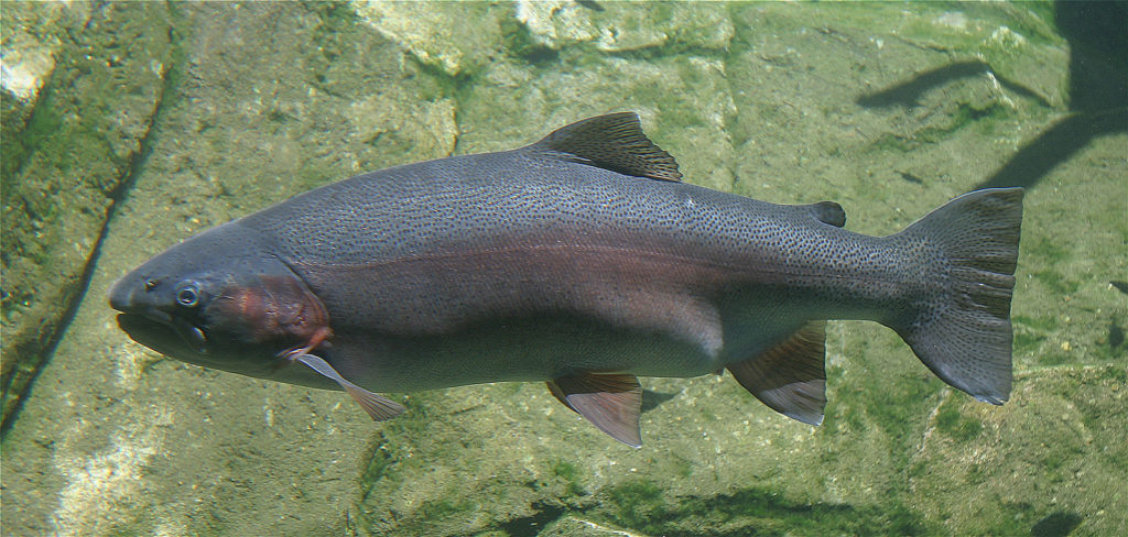 What is Steelhead Trout?