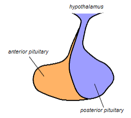 Difference Between Anterior and Posterior Pituitary 