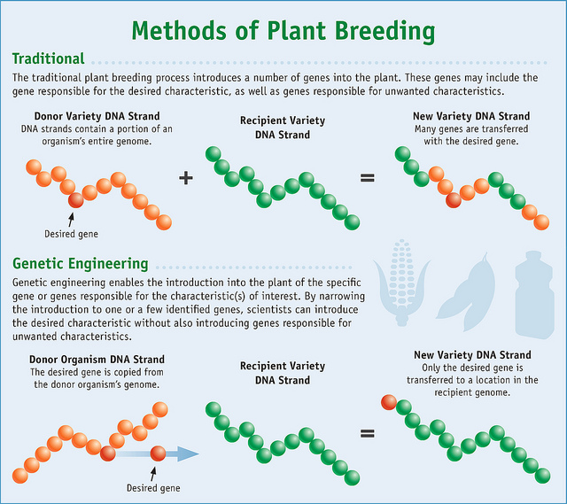 Difference Between GMO and Selective Breeding