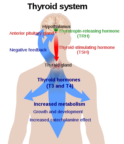 Difference Between Thyroid and Hormones