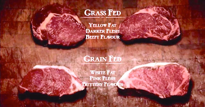 Difference between  Grass Fed Beef and Grain Fed Beef