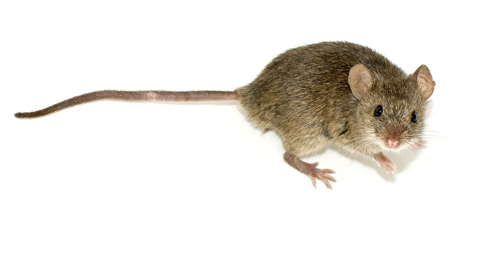 Difference Between Mouse and Rat Poop