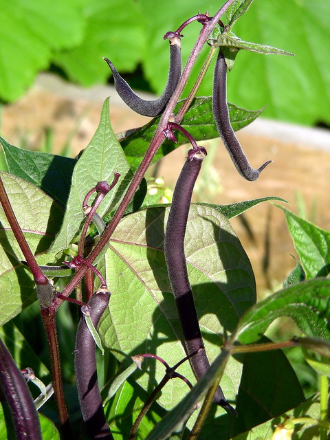 Difference Between Pole Beans and Bush Beans
