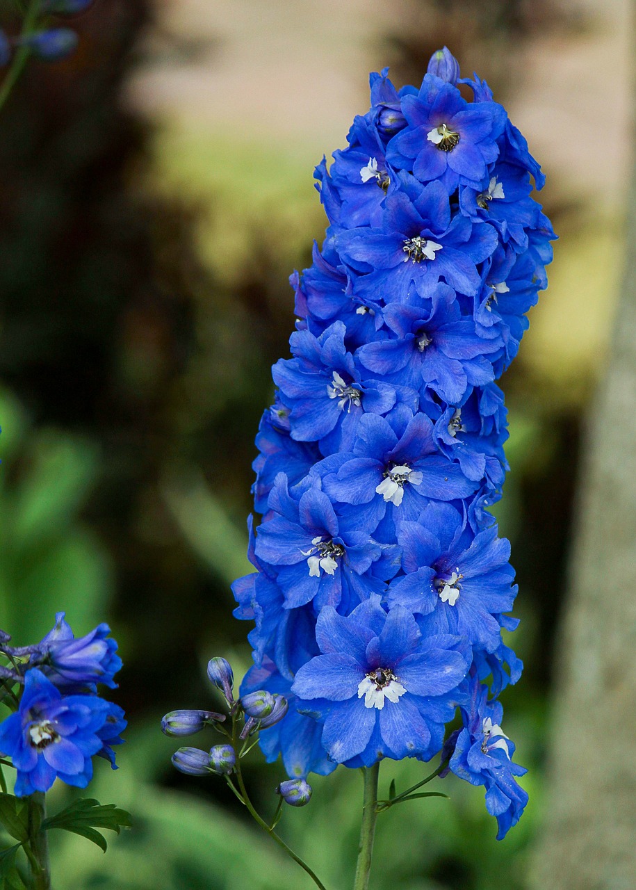 Difference Between Delphinium and Larkspur