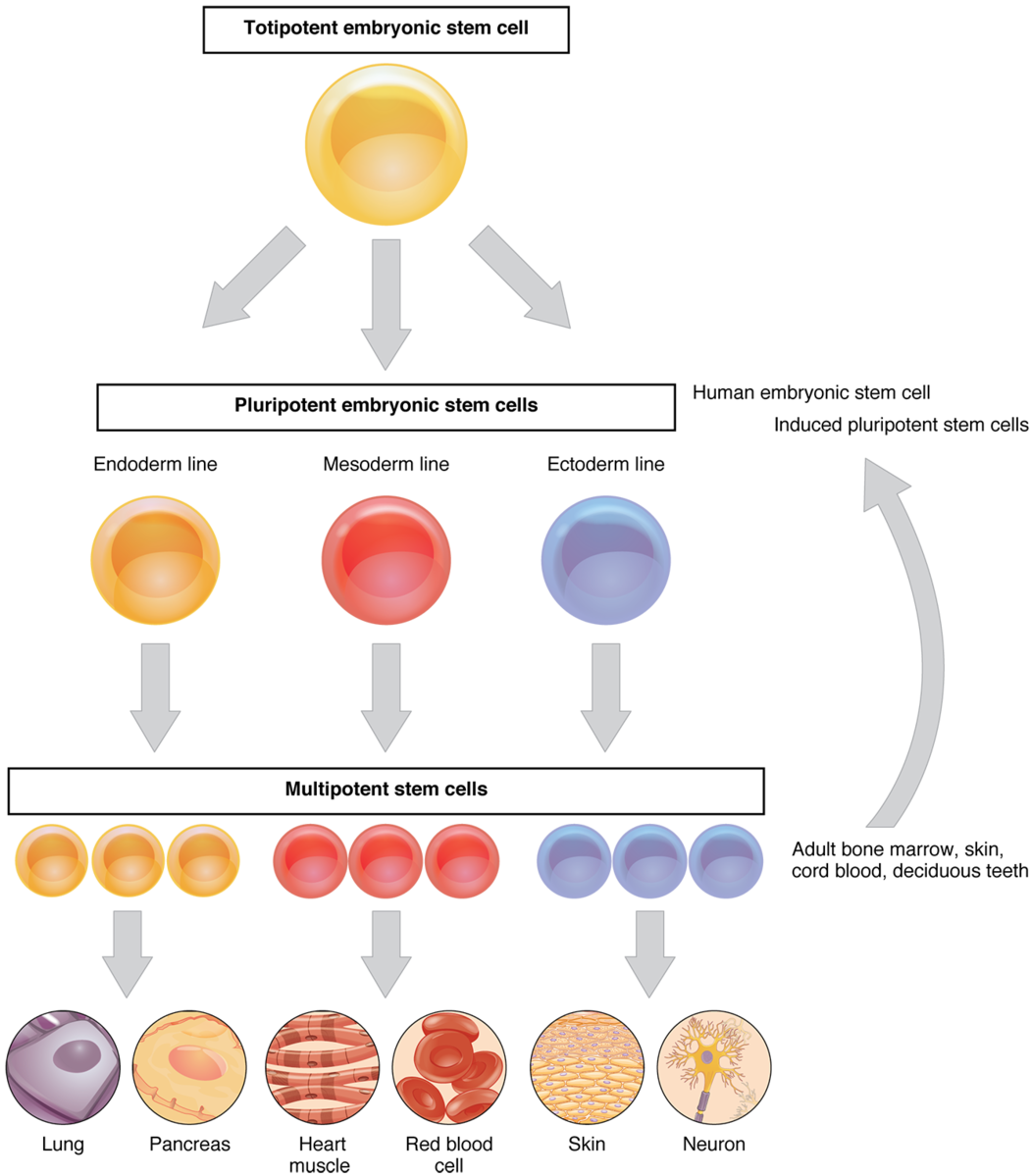 Difference Between Pluripotent and Multipotent Stem Cell