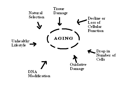 Difference Between Normal Aging and Dementia