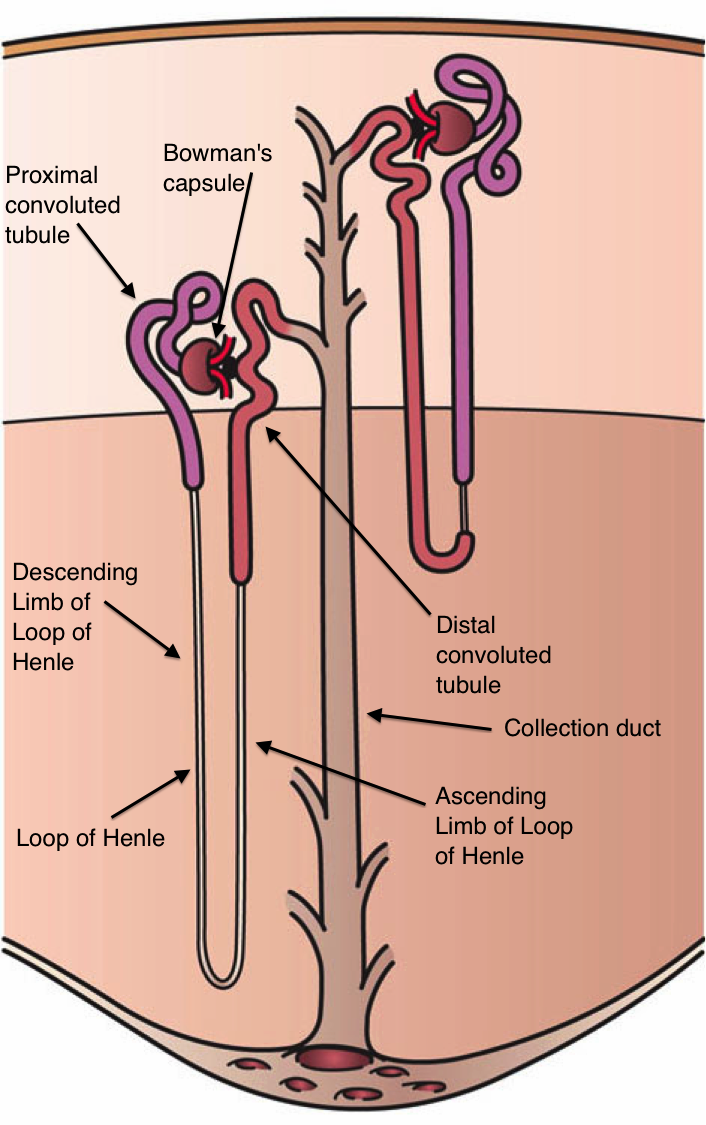 Difference Between Cortical and Juxtamedullary Nephron