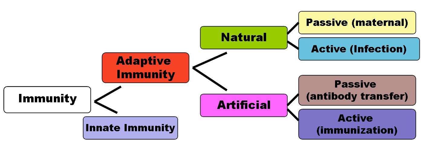 Difference Between Natural and Artificial Immune System