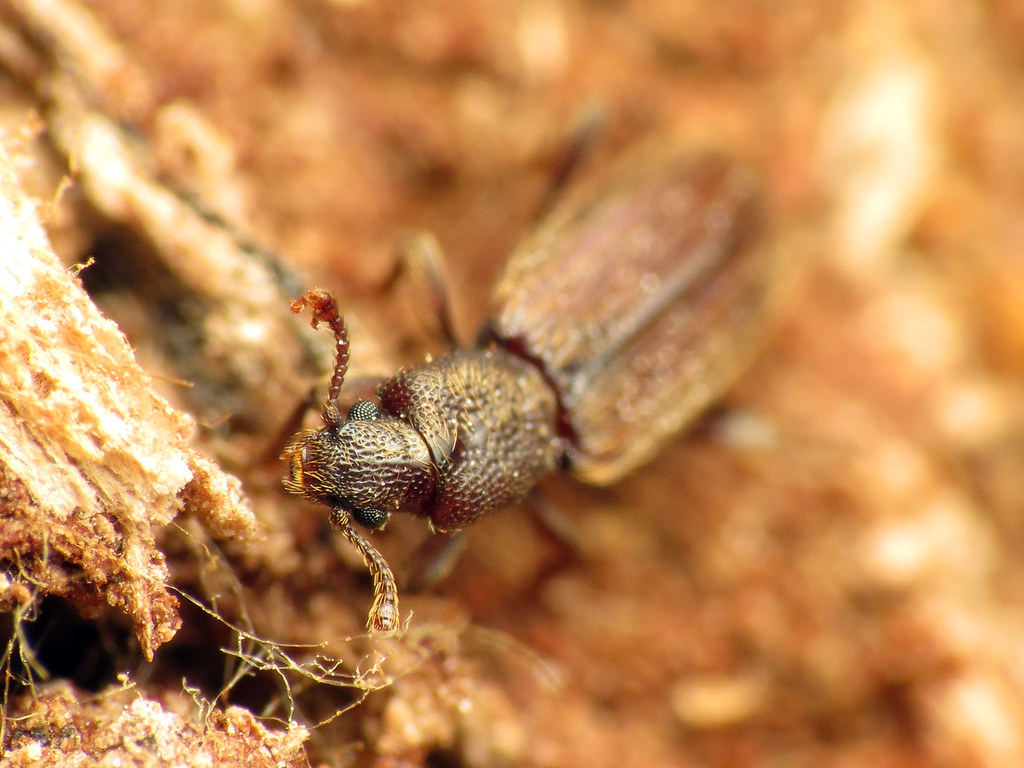 Difference Between Bark Beetle and Termite