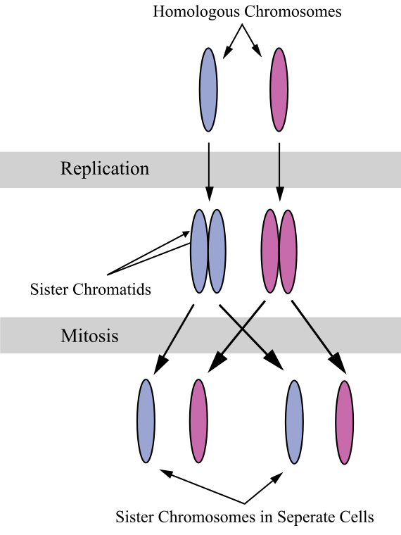 Difference Between Homologous Chromosomes and Sister Chromatids
