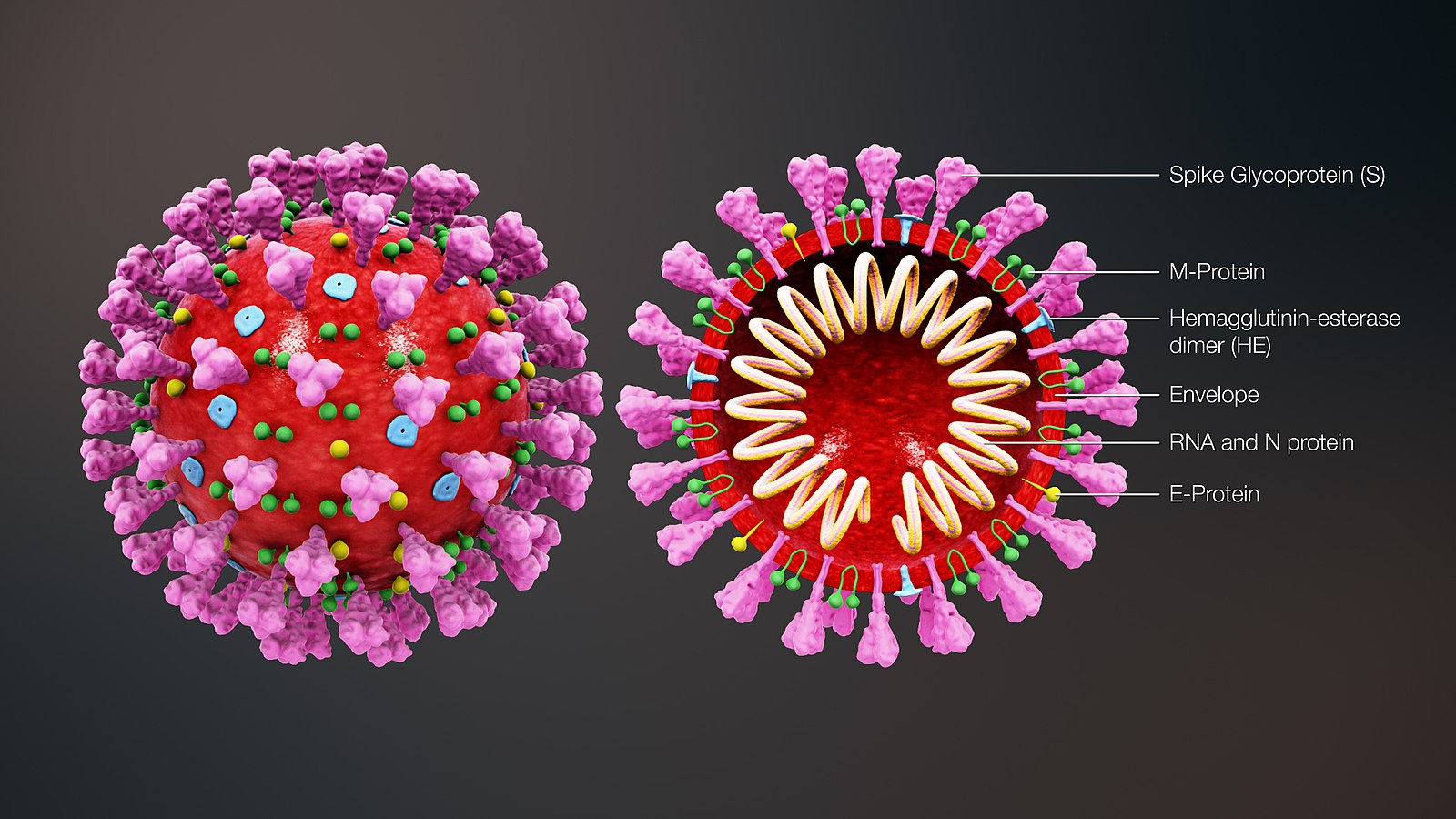 Difference Between Covid-19 and Coronavirus