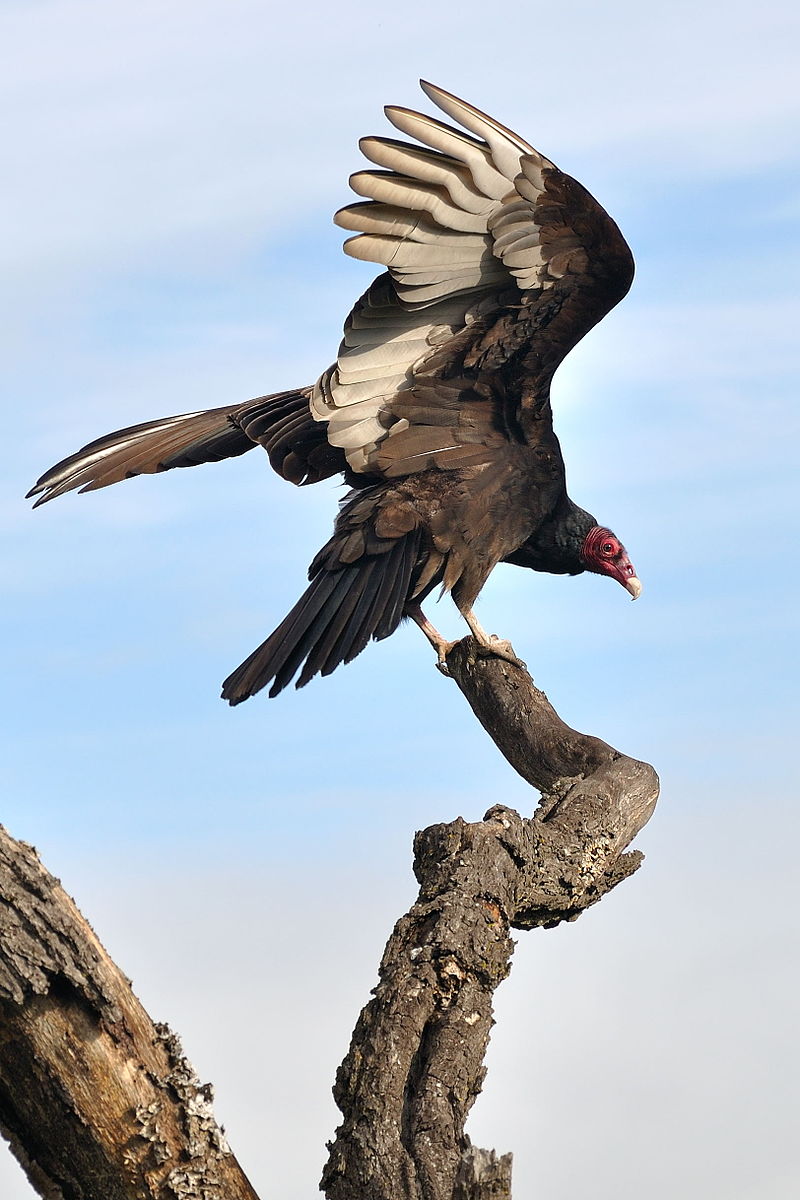 Difference Between Wild Turkey and Turkey Vulture