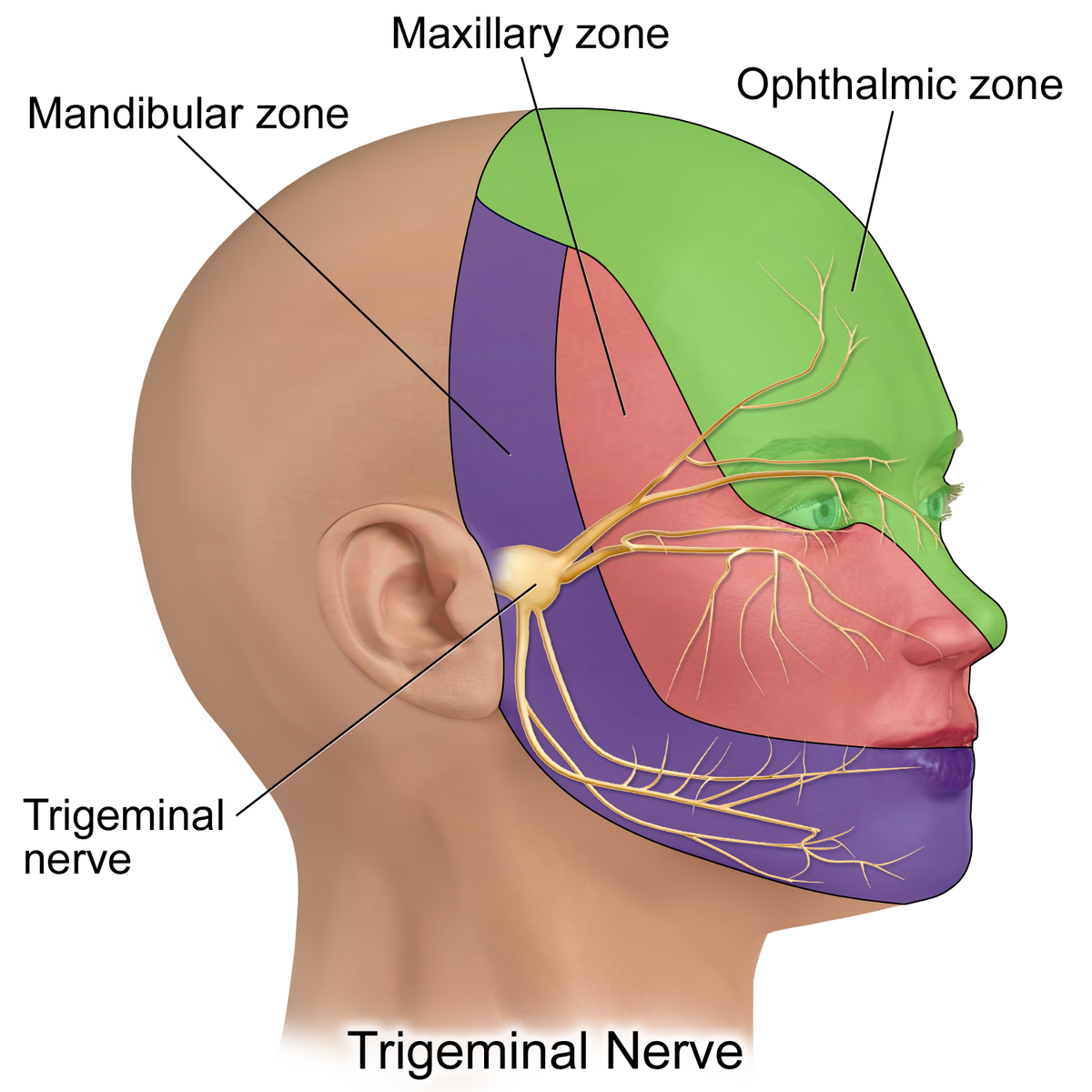 Difference Between Cluster Headache and Trigeminal Neuralgia